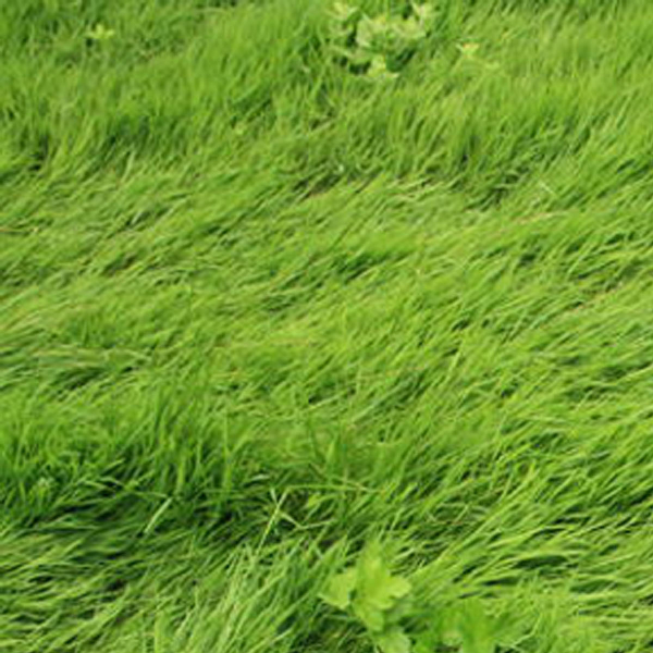 Nature Play Mat Grass - Image 2