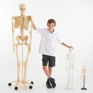 Young boy standing beside a life size model skeleton on wheels and two smaller model skeletons.