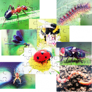 Wooden Jigsaw Puzzles